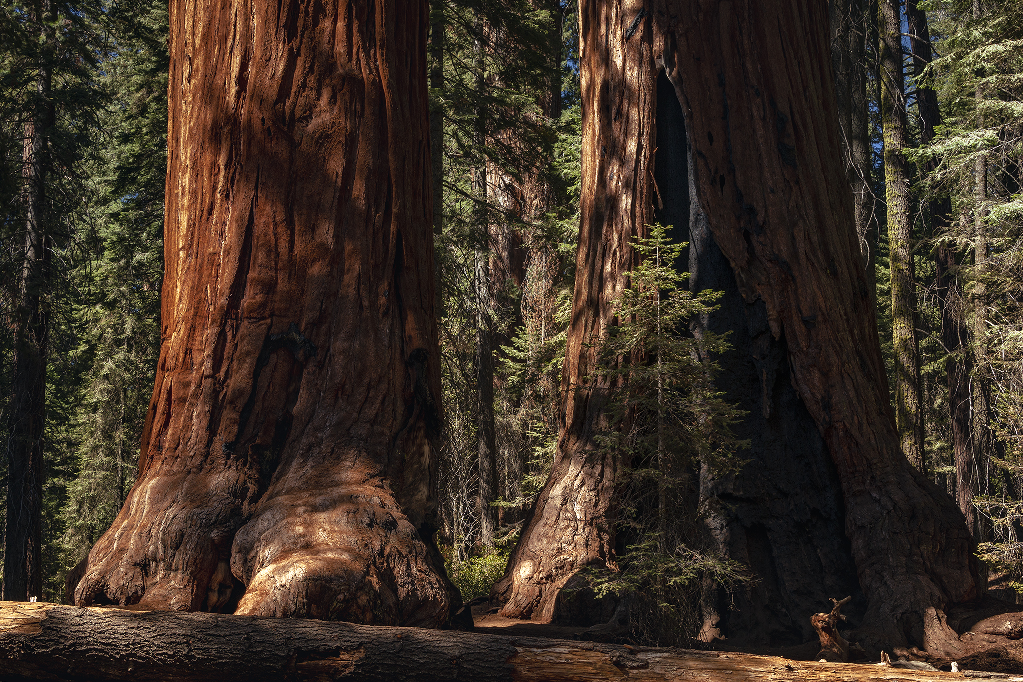 Le Sequoia Giganti