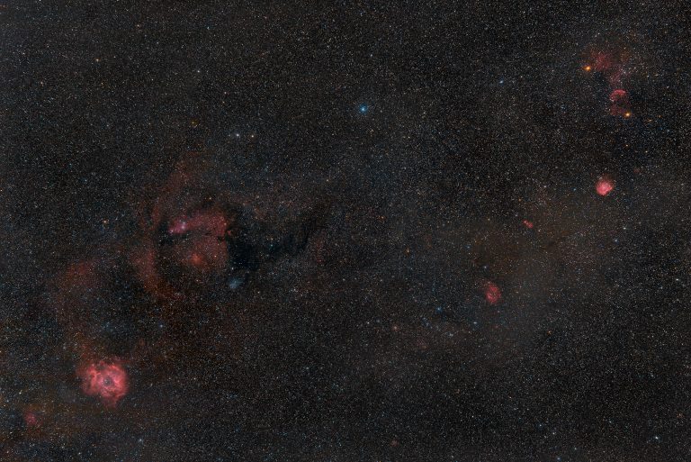 Rosetta e Albero di Natale