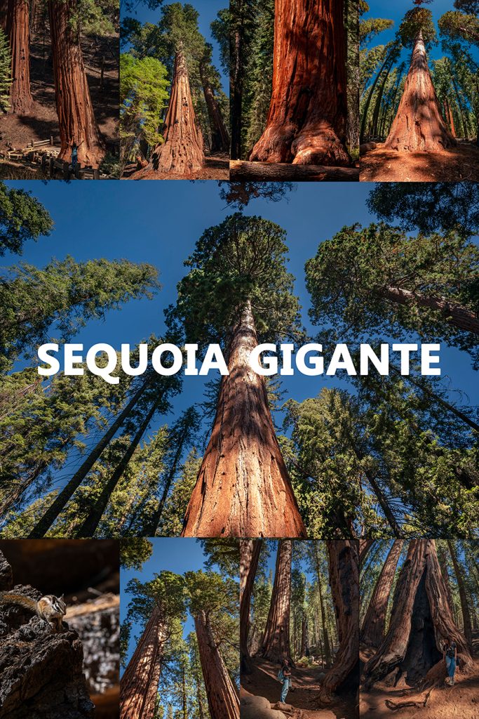 Sequoia Gigante america viaggio fotografico stati uniti